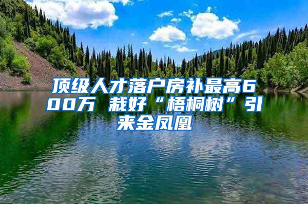 顶级人才落户房补最高600万 栽好“梧桐树”引来金凤凰